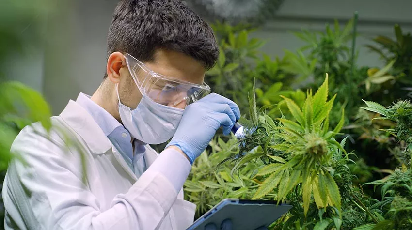 Ein Forscher, der eine Cannabis-Pflanze betrachtet. © Adobe Stock, Kitreel