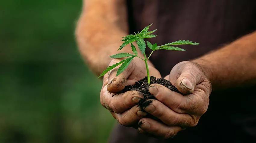 Ein Mann, der eine junge Cannabis-Pflanze in den Händen hält. © Adobe Stock, Parilov